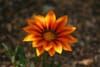 Fleur de gasania