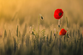 coquelicot dans un champs de blé