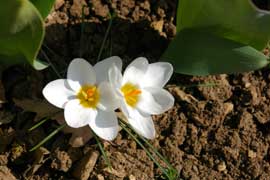 fleurs