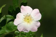 fleur églantine