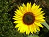 tournesol