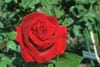 une rose rouge