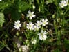 fleurs blanches