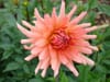 Fleur de Dalhia