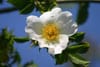 fleur d'aubépine