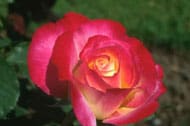Zoom sur une rose