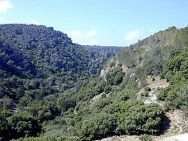 Le Mont Carmel