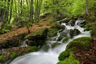 rivière en fôret