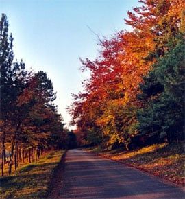 route menant au carmel de flavignerot