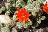 fleur cactus