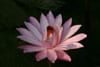 Fleur de Nénuphar
