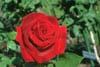 Fleur de rose rouge