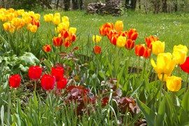 tulipes en fleurs